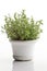 Thyme Growing In White Pot On White Background. Generative AI