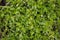 Thyme healthy organic herb plant in garden