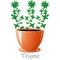 Thyme herb in a flower pot