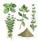 thyme herb green set cartoon vector illustration