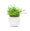 Thyme herbs in pot isolated on white background