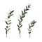 Thyme leaf green vector isolated medicinal set of leaves for the