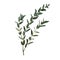 Thyme leaf green vector isolated medicinal set of leaves for the