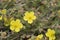 Thyme-leaved Rock-rose