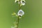 Thyme leaved speedwell Veronica serpyllifolia