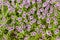 Thyme. Medicinal plant