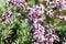 Thyme and oregano grows in the wild. Medical herb and spice. Plant background