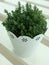 Thyme plant