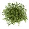 Thyme plant