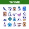 Thyme Plant Product Collection Icons Set Vector