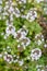 Thyme plant silver queen organic gardening herbal herb in bloom white flowers closeup