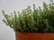 Thyme plant in terracotta pot against white wall on balcony.