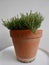 Thyme plant in terracotta pot against white wall on balcony. Vertical.