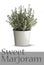 Thyme plant in vase