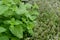 Thyme plants with flowers in spring garden closeup