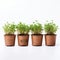 Thyme Pots A Delightful Row Of Fresh Herbs On A White Background