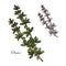 Thyme spice herb sketch of green branch with leaf