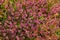 Thyme thyme blooming - Thymus serpyllum. Background