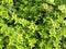 Thyme (Thymus citriodorus)