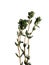 Thyme (Thymus citriodorus)