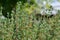 Thyme or Thymus vulgaris - aromatic perennial herb