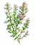 Thyme (Thymus vulgaris) isolated on white background. Generative AI detailed watercolor illustration