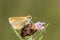 Thymelicus acteon, Lulworth Skipper butterfly from Lower Saxony, Germany