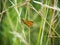 Thymelicus sylvestris Brown Skipper in the grass