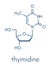 Thymidine deoxythymidine nucleoside molecule. DNA building block. Skeletal formula.