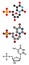 Thymidine monophosphate (TMP, thymidylate) nucleotide molecule. DNA building block