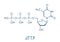 Thymidine triphosphate TTP nucleotide molecule. DNA building block. Skeletal formula.