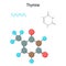 Thymine. Chemical structural formula and model of Thymine. C5H6N2O2