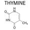 Thymine nucleobase molecule. present in DNA. Skeletal formula.