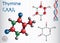 Thymine Thy - pyrimidine nucleobase, fundamental