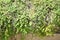 Thymus doerfleri \\\'Bressingham Seedling\\\' grows in July. Potsdam, Germany