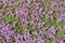 Thymus praecox