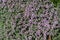 Thymus praecox in full bloom
