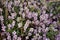 Thymus serpyllum Breckland, Breckland wild thyme, creeping or elfin thyme