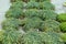 Thymus serpyllum, Breckland wild or elfin thyme in flower market. Creeping Thyme Garden