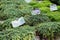 Thymus serpyllum, Breckland wild or elfin thyme in flower market. Creeping Thyme Garden