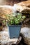 Thymus serpyllum herb plant standing on rural stone wall