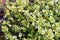 Thymus vulgaris (common thyme, garden thyme)