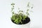 Thymus vulgaris Common thyme, German thyme, Garden thyme and Rosemary Rosmarinus officinalis seedlings  in white pot