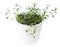 Thymus vulgaris Common thyme, German thyme, Garden thyme and Rosemary Rosmarinus officinalis seedlings  in white pot. Green