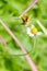 Thyris maculata or tiny butterfly on the coat button flower