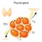 Thyroid gland anatomy and physiology