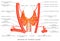 Thyroid Gland arteries