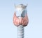 Thyroid gland, medically accurate 3D illustration