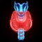 Thyroid gland, ultrasound hologram isolated on black background. Ultrasound diagnostics, thyroid diseases. 3D render, 3D