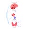 Thyroid hormones diagram